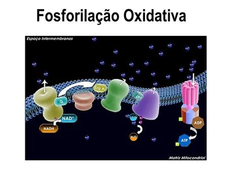 Fosforilação Oxidativa