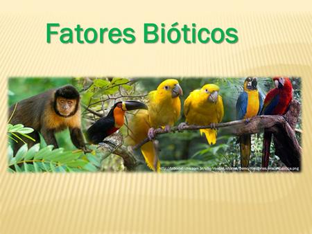 Fatores Bióticos http://tribodatrilha.com.br/site/images/stories/demo/rokstories/mataAtlantica.png.