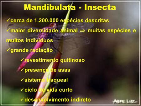 Mandibulata - Insecta cerca de espécies descritas