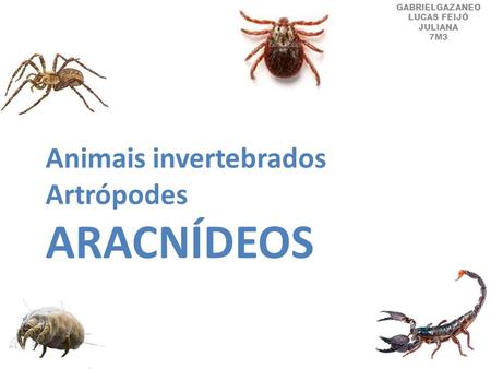 ARACNÍDEOS Animais invertebrados Artrópodes GABRIELGAZANEO LUCAS FEIJÓ