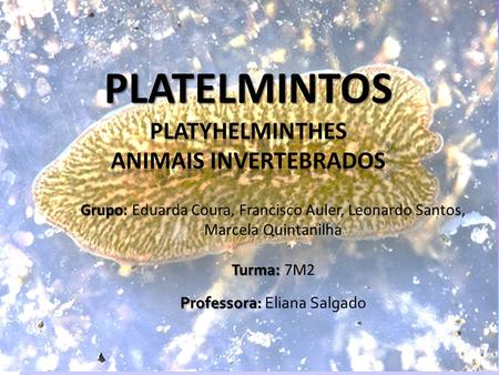 PLATELMINTOS Platyhelminthes Animais Invertebrados
