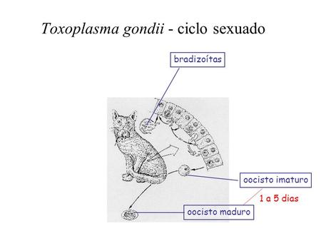 Toxoplasma gondii - ciclo sexuado