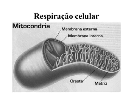 Respiração celular.