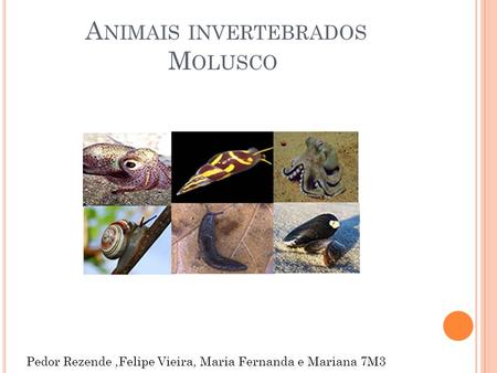 Animais invertebrados Molusco
