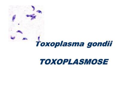 Toxoplasma gondii TOXOPLASMOSE