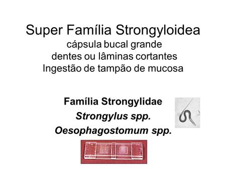 Família Strongylidae Strongylus spp. Oesophagostomum spp.
