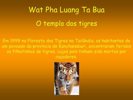 Wat Pha Luang Ta Bua O templo dos tigres Em 1999 na Floresta dos Tigres na Tailândia, os habitantes de um povoado da província de Kanchanaburi, encontraram.