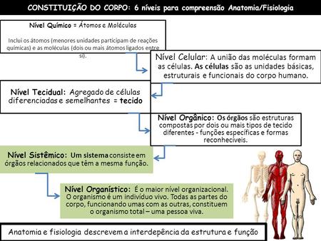 CONSTITUIÇÃO DO CORPO: 6 níveis para compreensão Anatomia/Fisiologia