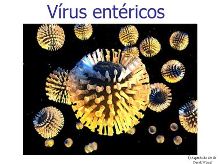Vírus entéricos (adaptado do site de Derek Wong).