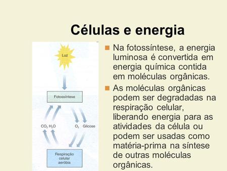Células e energia Na fotossíntese, a energia luminosa é convertida em energia química contida em moléculas orgânicas. As moléculas orgânicas podem ser.