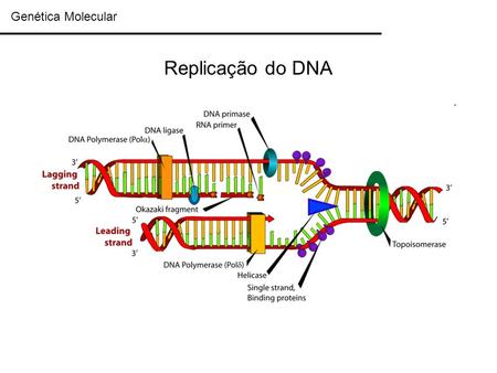 Genética Molecular Replicação do DNA.