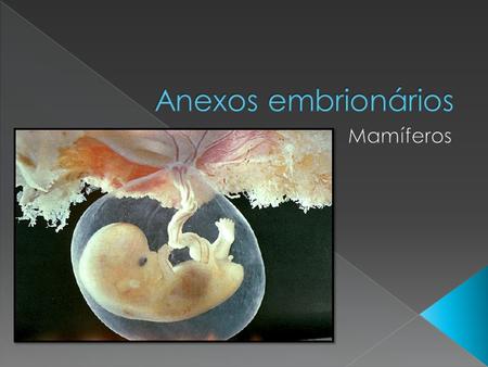 Anexos embrionários Mamíferos.