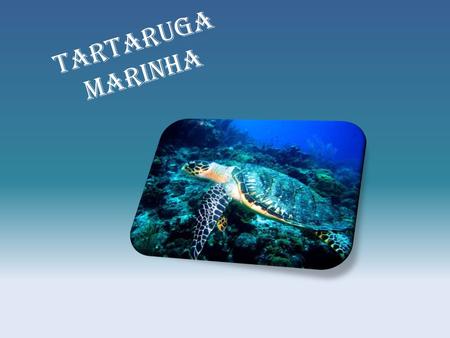 Tartaruga Marinha.