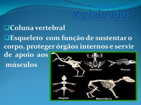  Coluna vertebral  Esqueleto com função de sustentar o corpo, proteger órgãos internos e servir de apoio aos músculos.