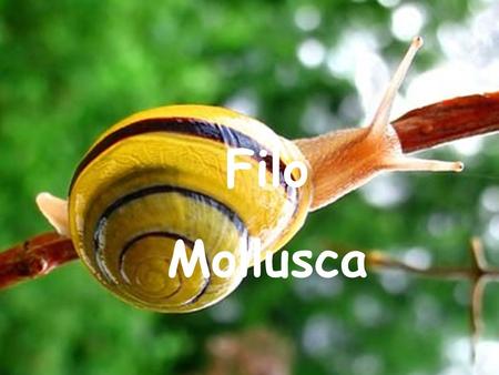 Profª Reisila Mendes Filo Mollusca www.clickbio.pro.br.