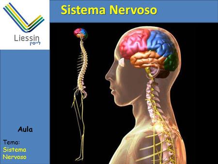 Sistema Nervoso Aula Tema: Sistema Nervoso.