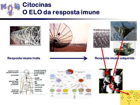 Citocinas O ELO da resposta imune Resposta imune Inata