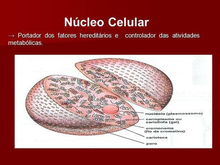 Núcleo Celular → Portador dos fatores hereditários e controlador das atividades metabólicas.