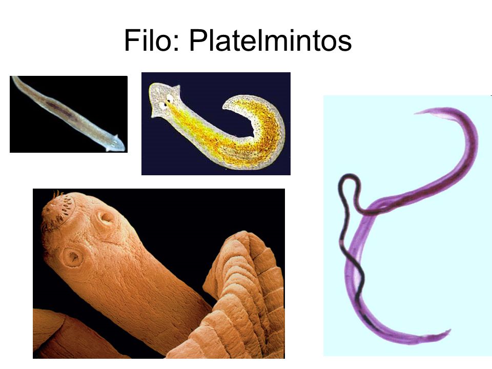 Zoology Syllabus Platyhelminthes phylum ppt
