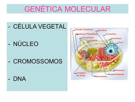 GENÉTICA MOLECULAR CÉLULA VEGETAL NÚCLEO CROMOSSOMOS DNA.
