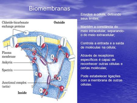 Biomembranas Envolve a célula, definindo seus limites;