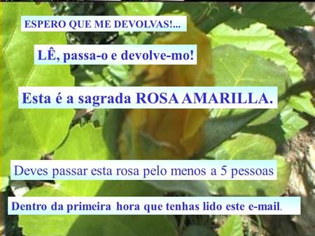 Esta é a sagrada ROSA AMARILLA.