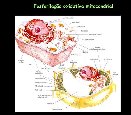 Fosforilação oxidativa mitocondrial