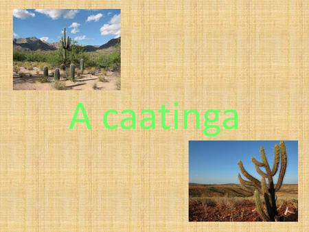A caatinga.