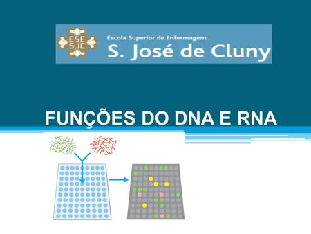 FUNÇÕES DO DNA E RNA.