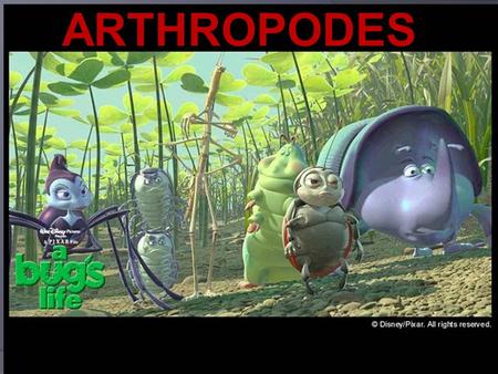 ARTHROPODES.