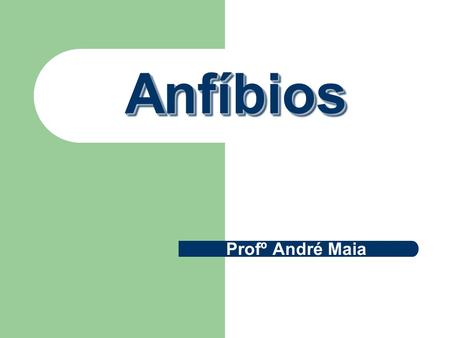 Anfíbios Profº André Maia.