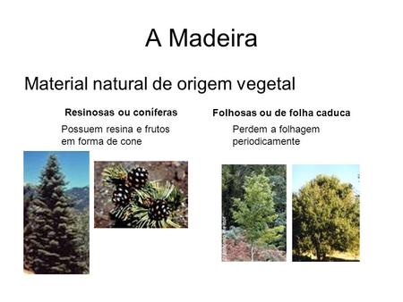 A Madeira Material natural de origem vegetal Resinosas ou coníferas