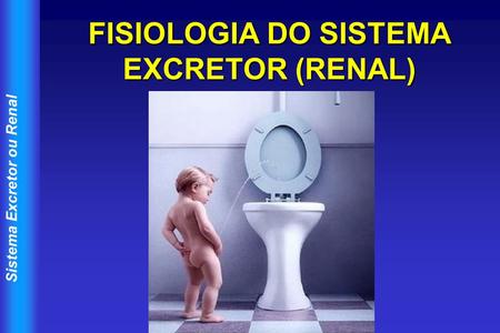 FISIOLOGIA DO SISTEMA EXCRETOR (RENAL)