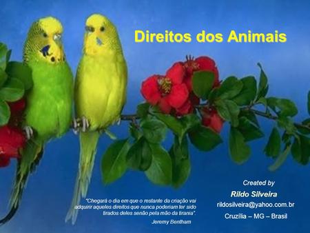 Direitos dos Animais Rildo Silveira Created by