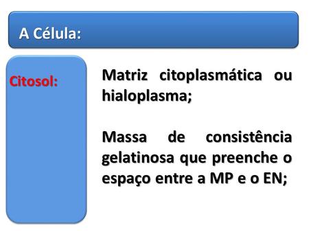 Matriz citoplasmática ou hialoplasma;