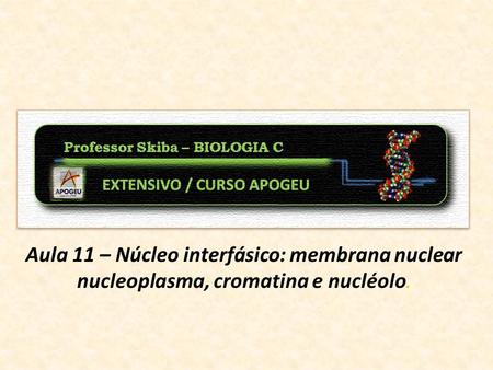 Célula procarionte Célula eucarionte. Aula 11 – Núcleo interfásico: membrana nuclear nucleoplasma, cromatina e nucléolo.