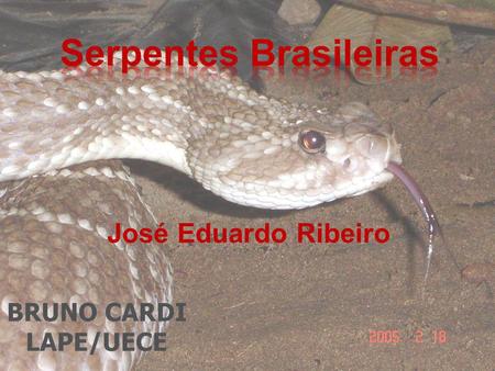 Serpentes Brasileiras