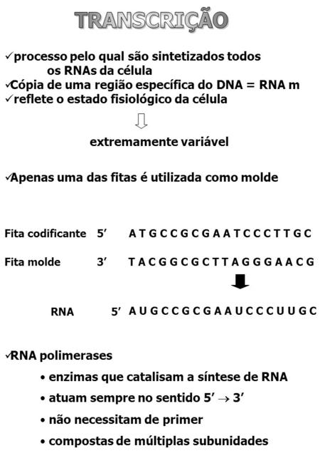 TRANSCRIÇÃO processo pelo qual são sintetizados todos 	os RNAs da célula Cópia de uma região específica do DNA = RNA m reflete o estado fisiológico da.