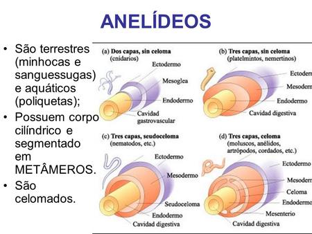 ANELÍDEOS São terrestres (minhocas e sanguessugas) e aquáticos (poliquetas); Possuem corpo cilíndrico e segmentado em METÂMEROS. São celomados.