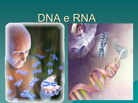 DNA e RNA.