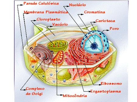 Célula vegetal Tonoplasto Vacúolo Lamela mediana Envoltório