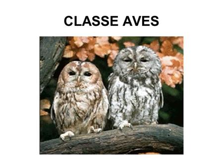 CLASSE AVES.