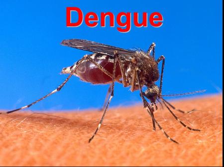 Dengue Dengue.