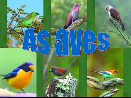 As aves.