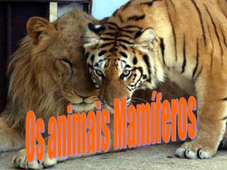 Os animais Mamíferos.