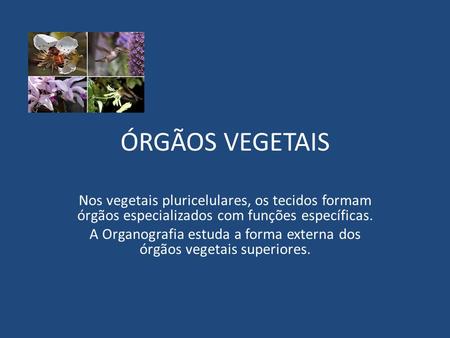 A Organografia estuda a forma externa dos órgãos vegetais superiores.