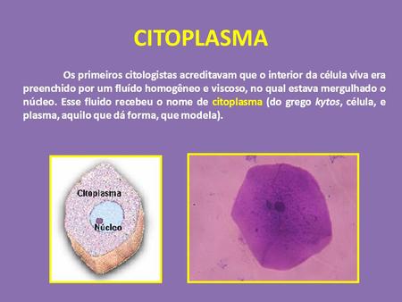 CITOPLASMA Os primeiros citologistas acreditavam que o interior da célula viva era preenchido por um fluído homogêneo e viscoso, no qual estava mergulhado.
