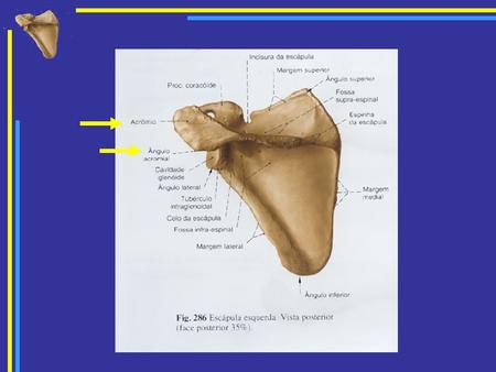 Face anterior Corresponde à fossa subescapular (músculo infra-escapular). Ângulo inferior da omoplata é facilmente palpável (situa-se ao nível do.