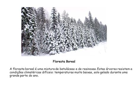 Floresta Boreal A floresta boreal é uma mistura de betuláceas e de resinosas. Estas árvores resistem a condições climatéricas difíceis: temperaturas muito.