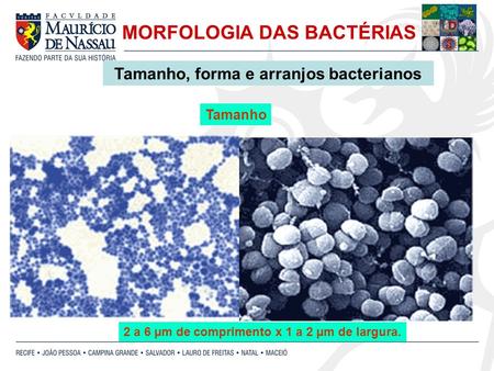 MORFOLOGIA DAS BACTÉRIAS Tamanho, forma e arranjos bacterianos